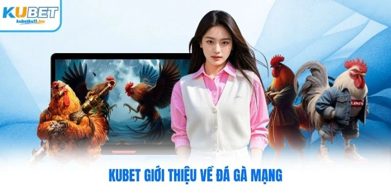 Kubet giới thiệu về đá gà mạng